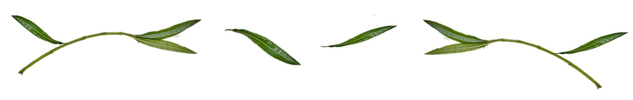 hojas